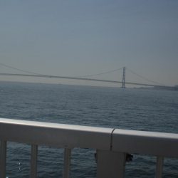 今日もベランダへ