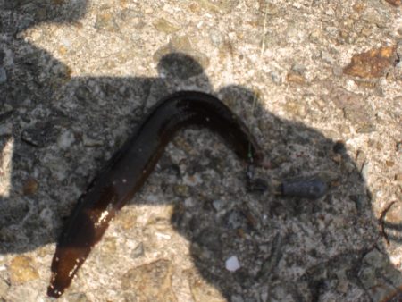 黄金いろのアイナメ