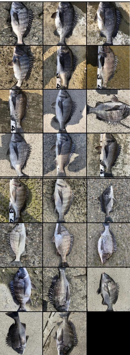 イチノ兄弟、釣果！