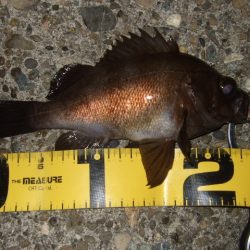 小潮でもメバルプラッギング