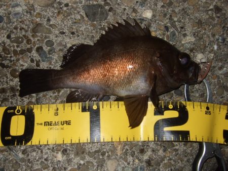 小潮でもメバルプラッギング