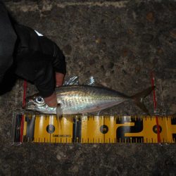 アミパターンの可能性有り