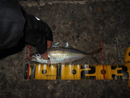 アミパターンの可能性有り