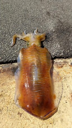 3キロオーバー！春のモンスターアオリイカ