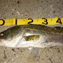 レバーブレーキ シーバス2匹目ゲット