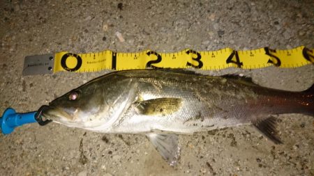 レバーブレーキ シーバス2匹目ゲット