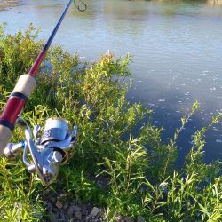 リバーシーバス