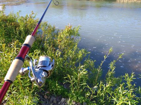 リバーシーバス