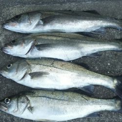 【苅田南港】春のシーバス調査