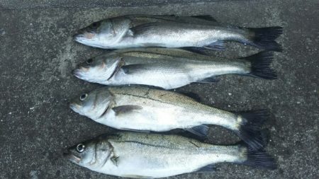 【苅田南港】春のシーバス調査