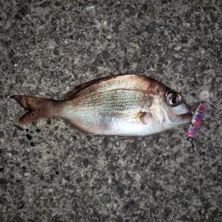 メバリングでチャリコ