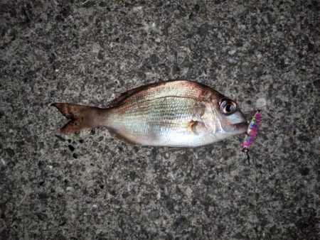 メバリングでチャリコ