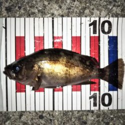 大きなメバルはどこへ？ part.Ⅱ