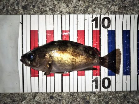 大きなメバルはどこへ？ part.Ⅱ