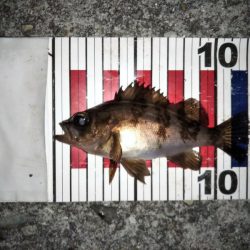 大きなメバルはどこへ？ part.Ⅲ