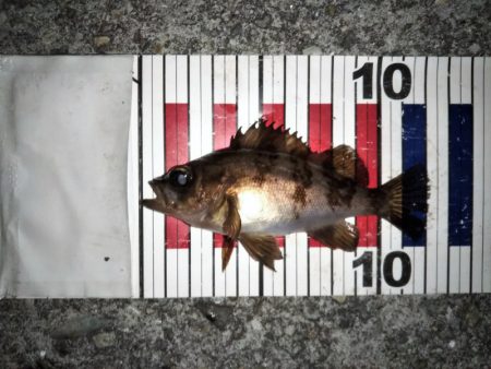 大きなメバルはどこへ？ part.Ⅲ