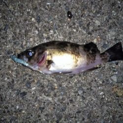 大きなメバルはどこへ？ part.Ⅳ