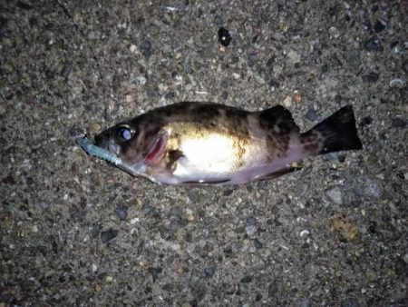 大きなメバルはどこへ？ part.Ⅳ