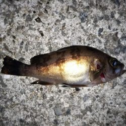 大きなメバルはどこへ？ partⅤ