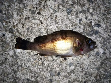 大きなメバルはどこへ？ partⅤ