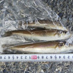 室津のキス釣り