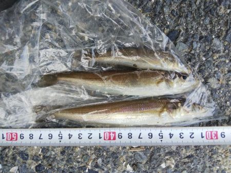 室津のキス釣り