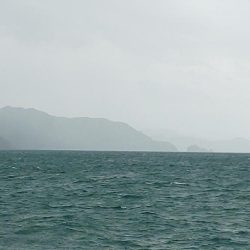 毎度です。情報と違いコウイカ渋かった～