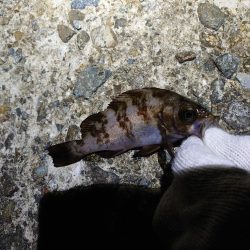 春のメバル釣り