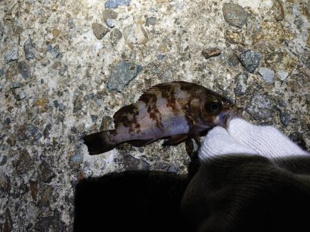 春のメバル釣り