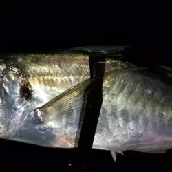 アジングで良型