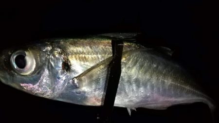 アジングで良型