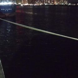 ぶらシーバス！！