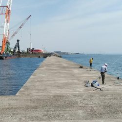 活性が上がらない播磨新島周辺のキス