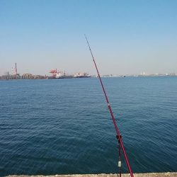 播磨新島のキス調査