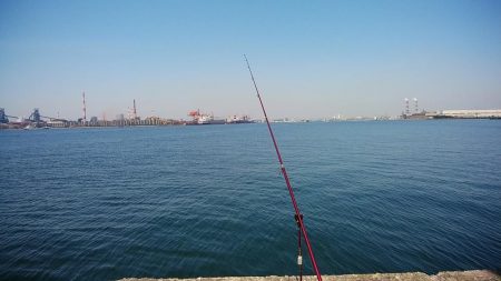 播磨新島のキス調査