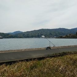 宮津のキス調査