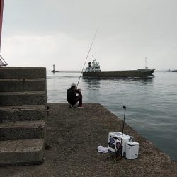 播磨新島のキス調査