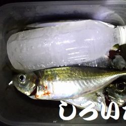 良いアジが釣れました。