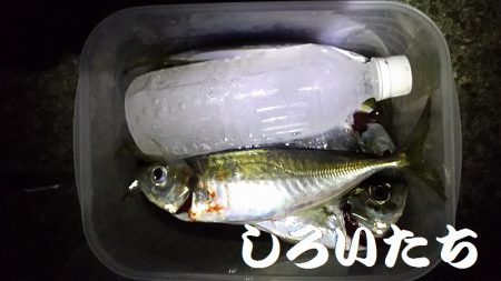 良いアジが釣れました。