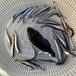 イワシわんさか