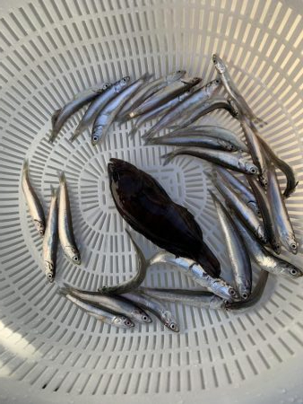 イワシわんさか