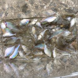 暴風のタナゴ釣り