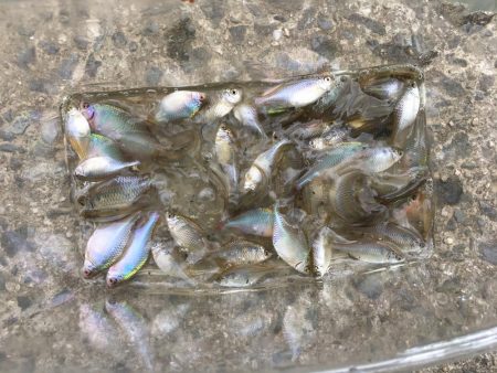 暴風のタナゴ釣り