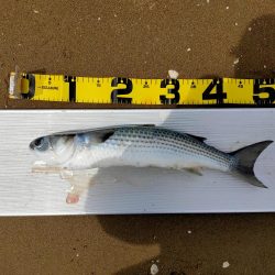 100均メタルバイブで60オーバー