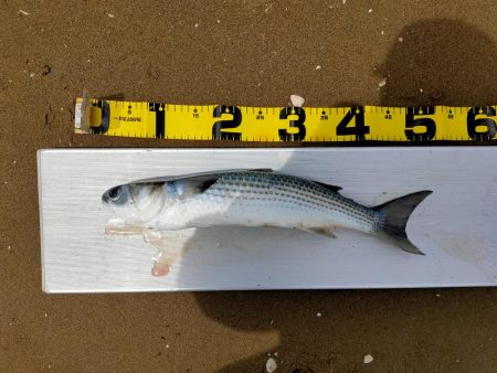 100均メタルバイブで60オーバー