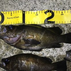 フロートにて尺メバル