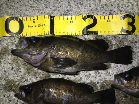 フロートにて尺メバル