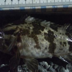 釣りデビュー　118日目