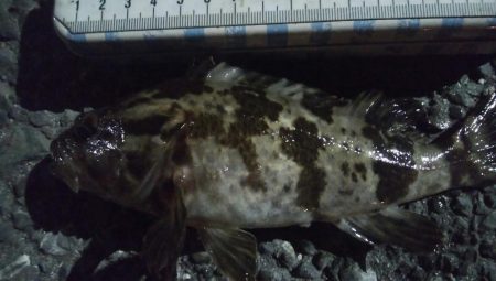 釣りデビュー　118日目