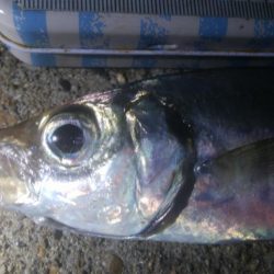 釣りデビュー　124日目